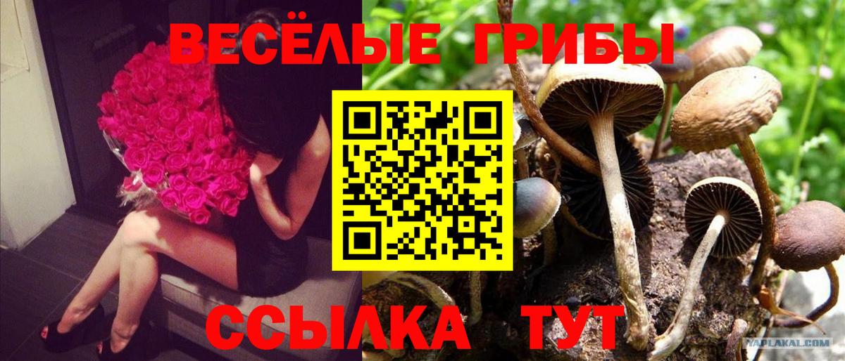Псилоцибиновые грибы Psilocybe  Вход с VPN  Шебекино  что такое   Псилоцибиновые грибы Psilocybe 
